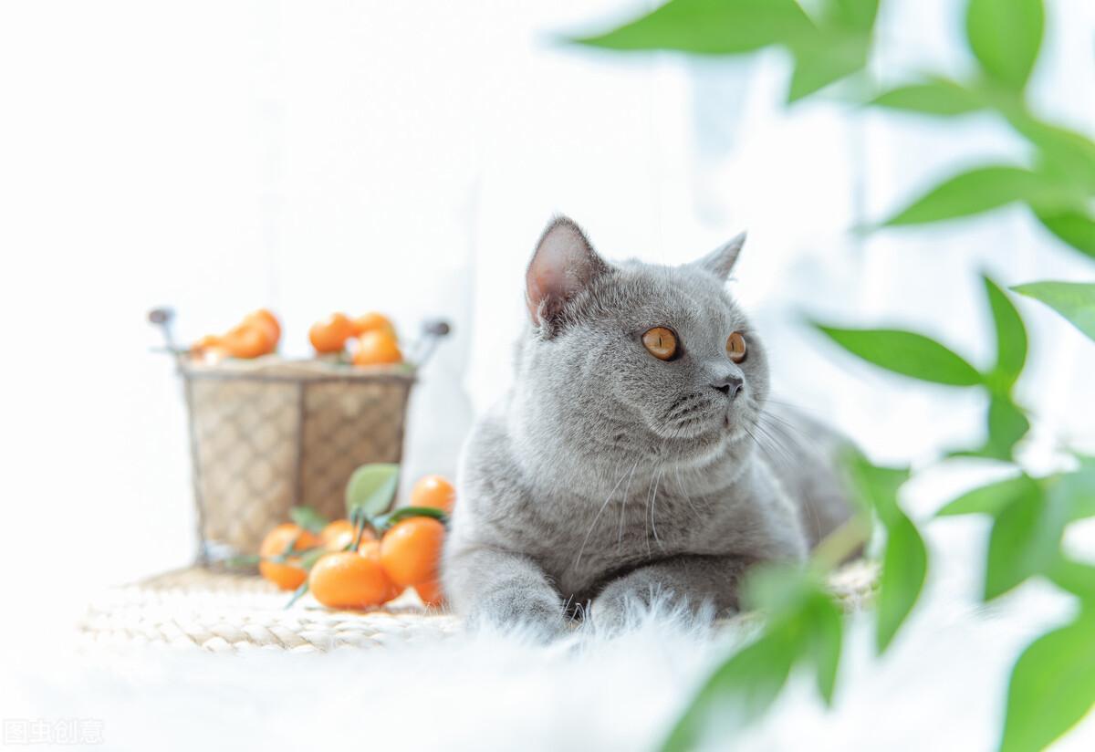 丁香蓝猫温顺吗