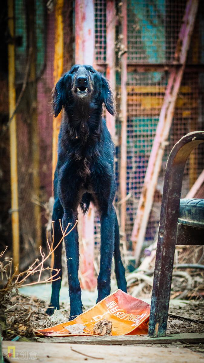 细犬和灵缇有什么区别