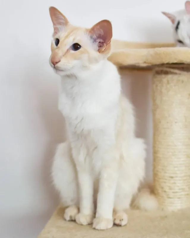 巴厘岛猫多少钱一只