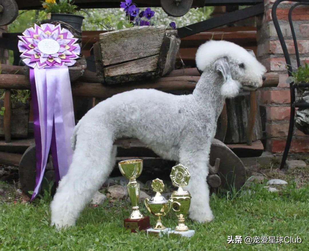 贝林顿狗的长什么样子