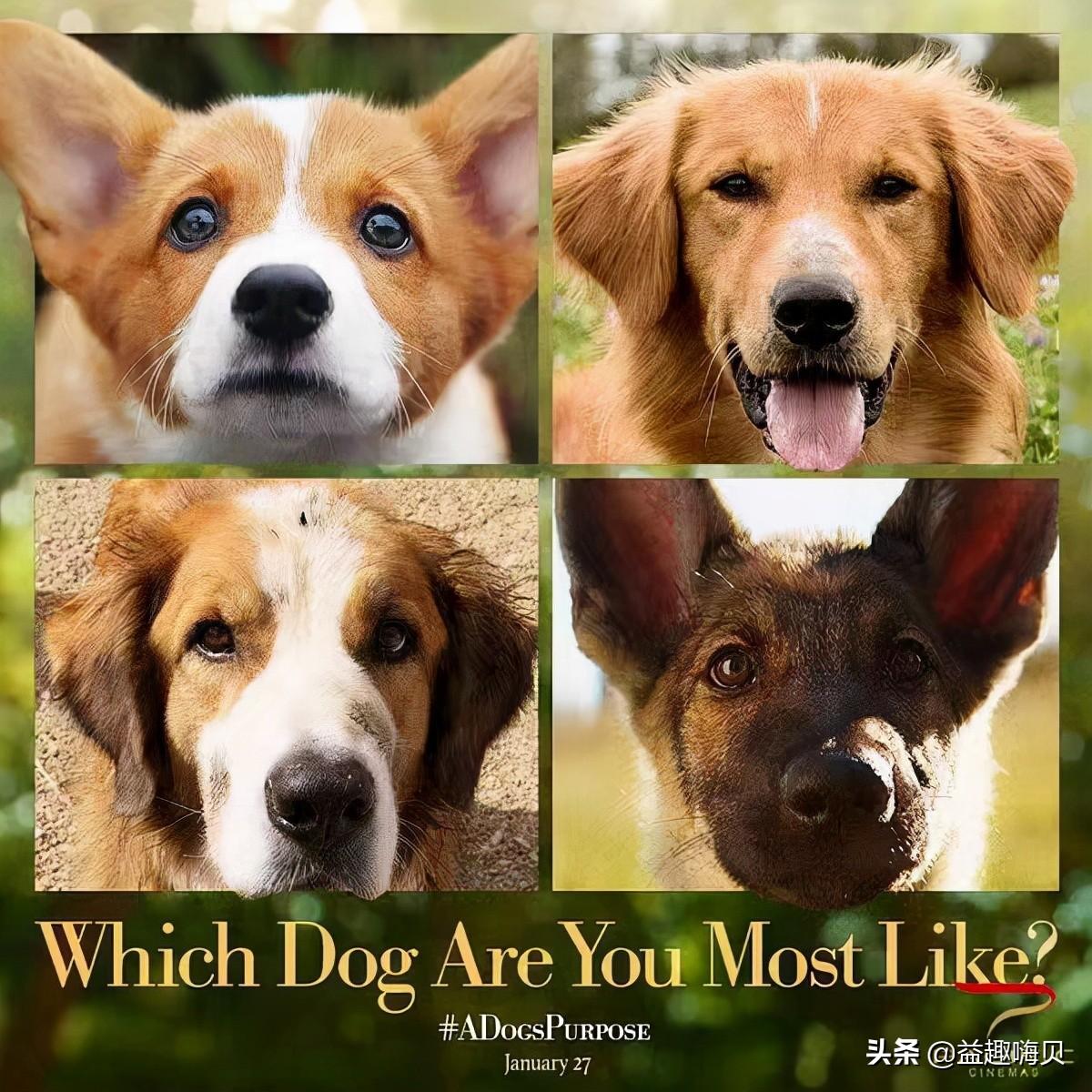 十大最感人的狗狗电影