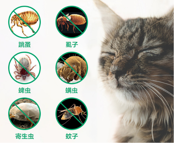 猫身上有跳蚤怎么去除
