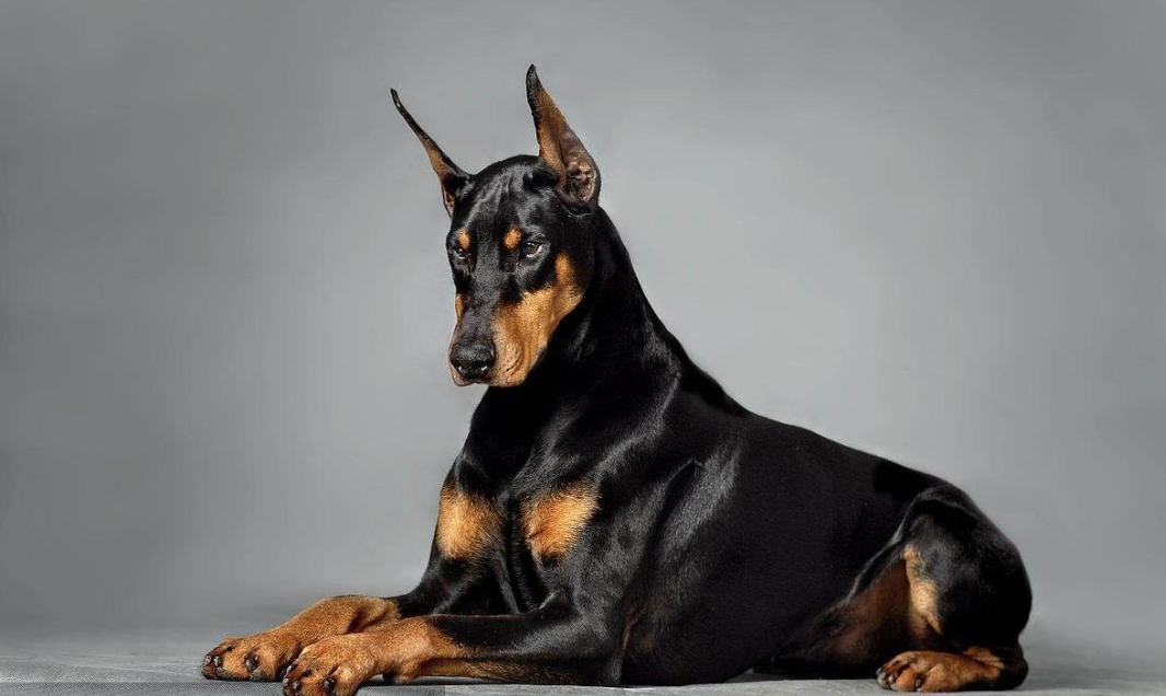 东非猎犬是狩猎犬吗