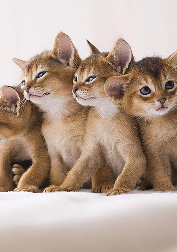 埃比西尼亚猫多少钱一只