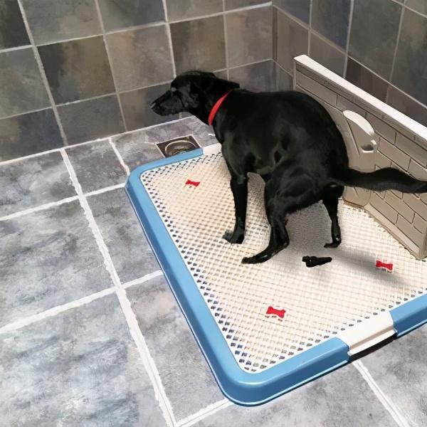怎么训练幼犬在家定点大小便