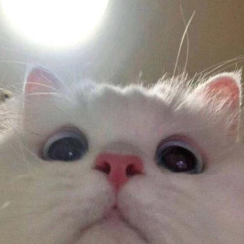 给猫起个名字特别萌的男猫