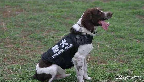 史宾格犬缺点有哪些