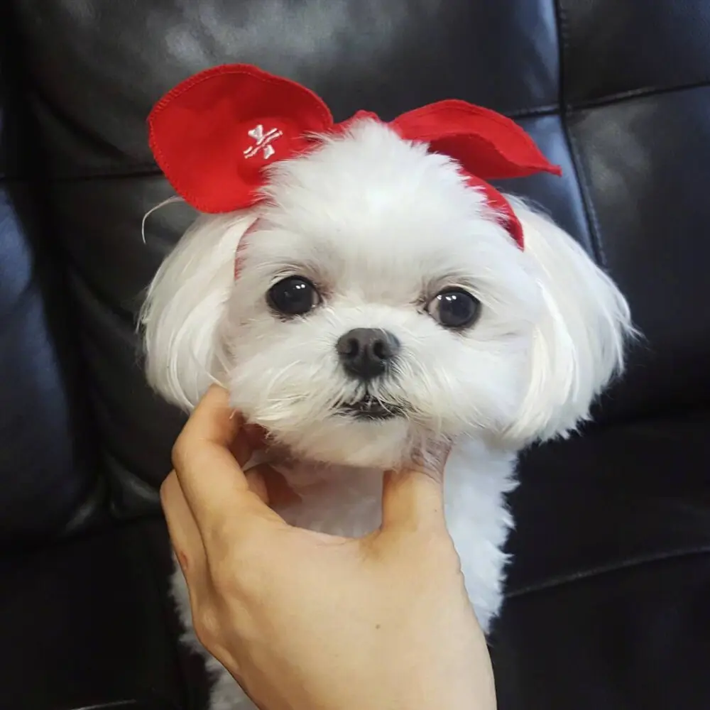 马尔济斯犬多少钱一只