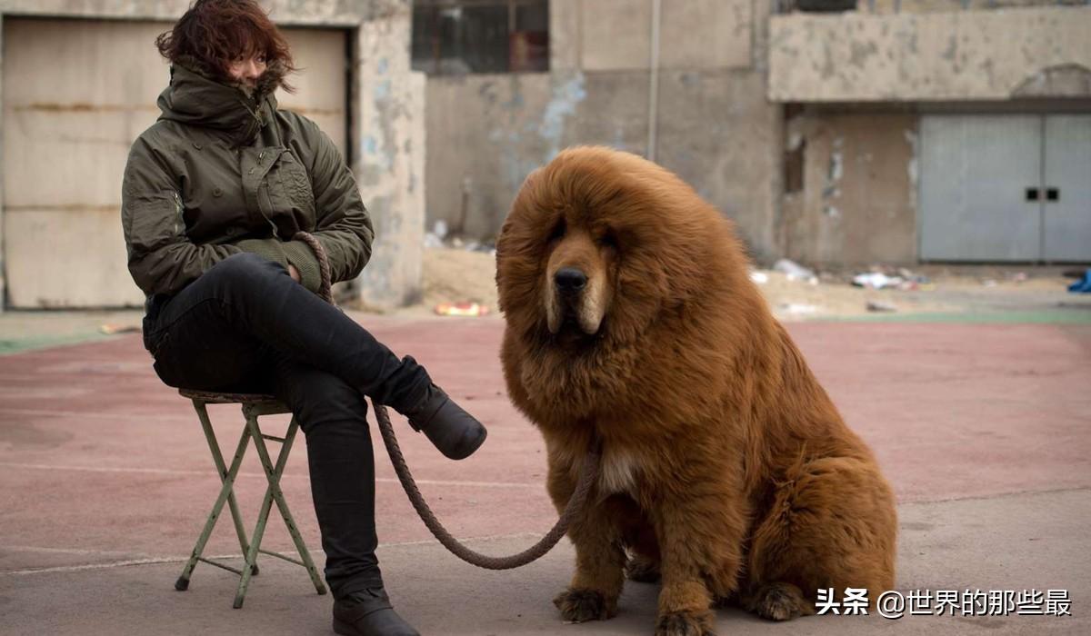 野生藏獒和狼谁厉害