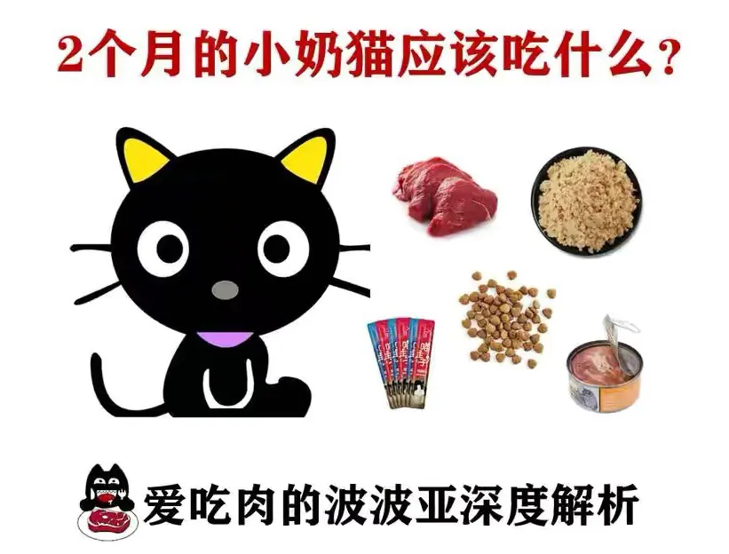 1到2个月的小猫吃什么食物