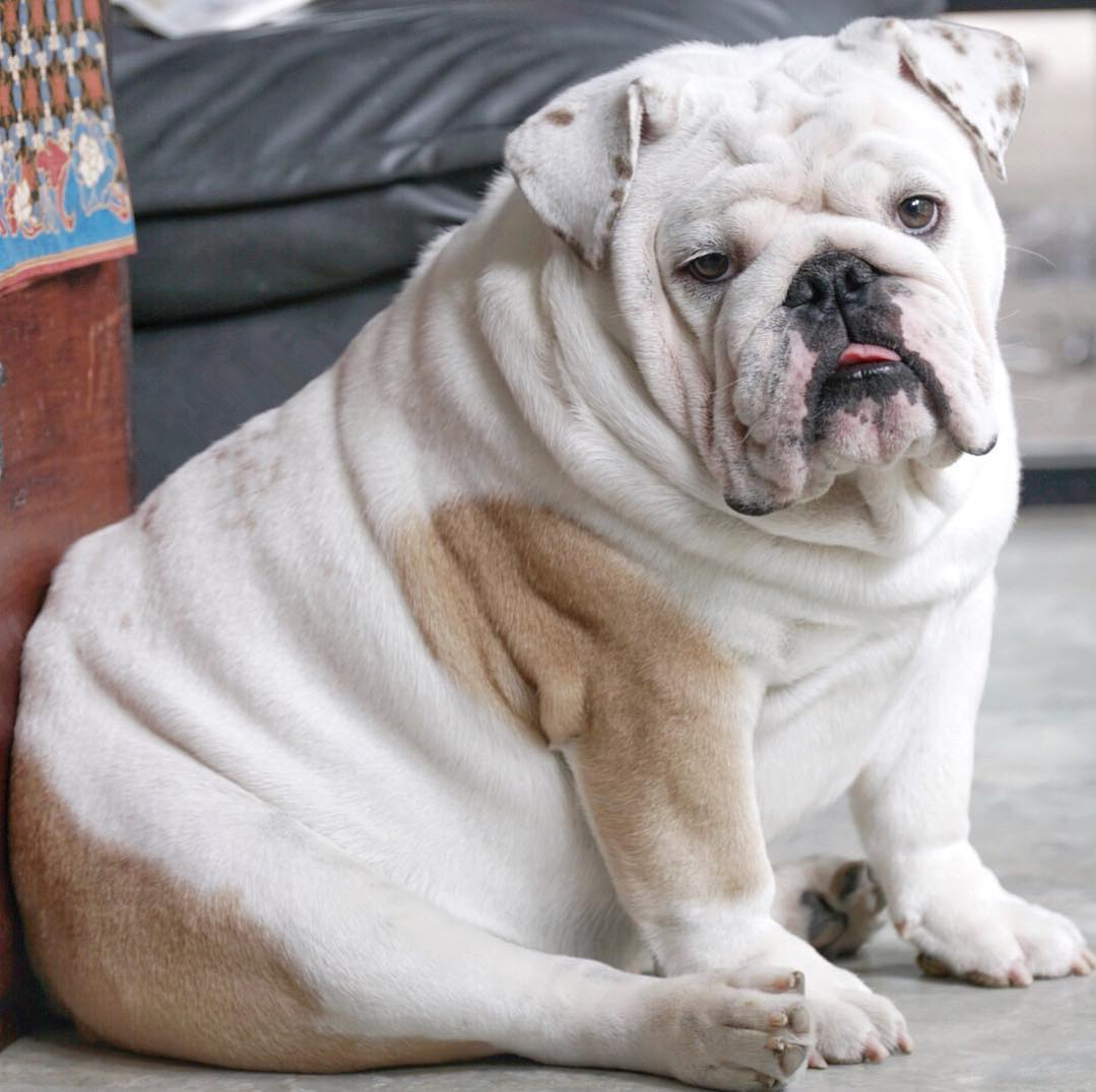 狗狗过度肥胖怎么调理