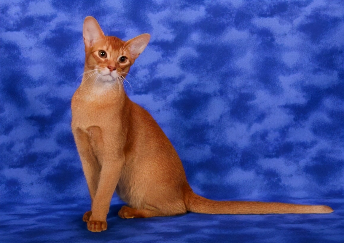 阿比西尼亚猫好养吗