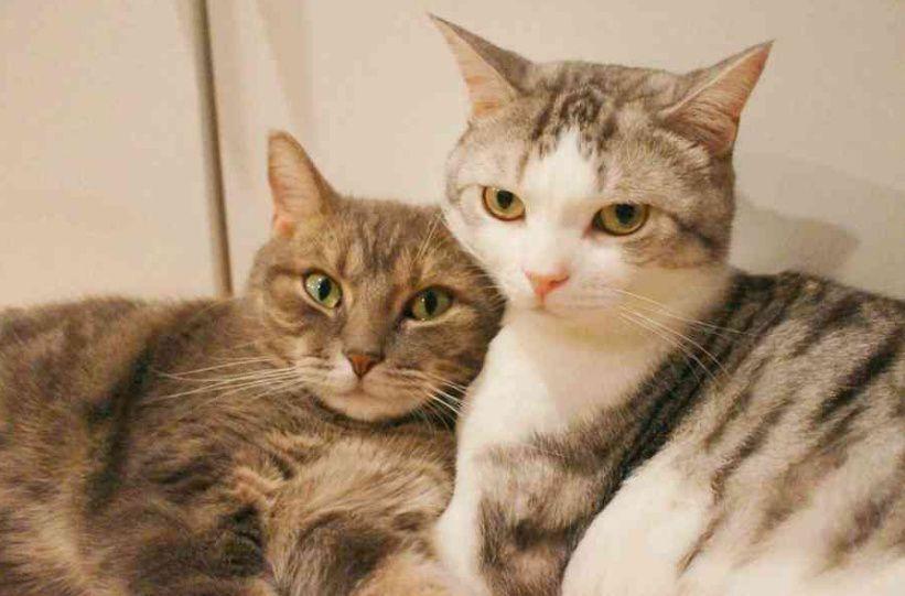 公猫发情期一般是在几个月