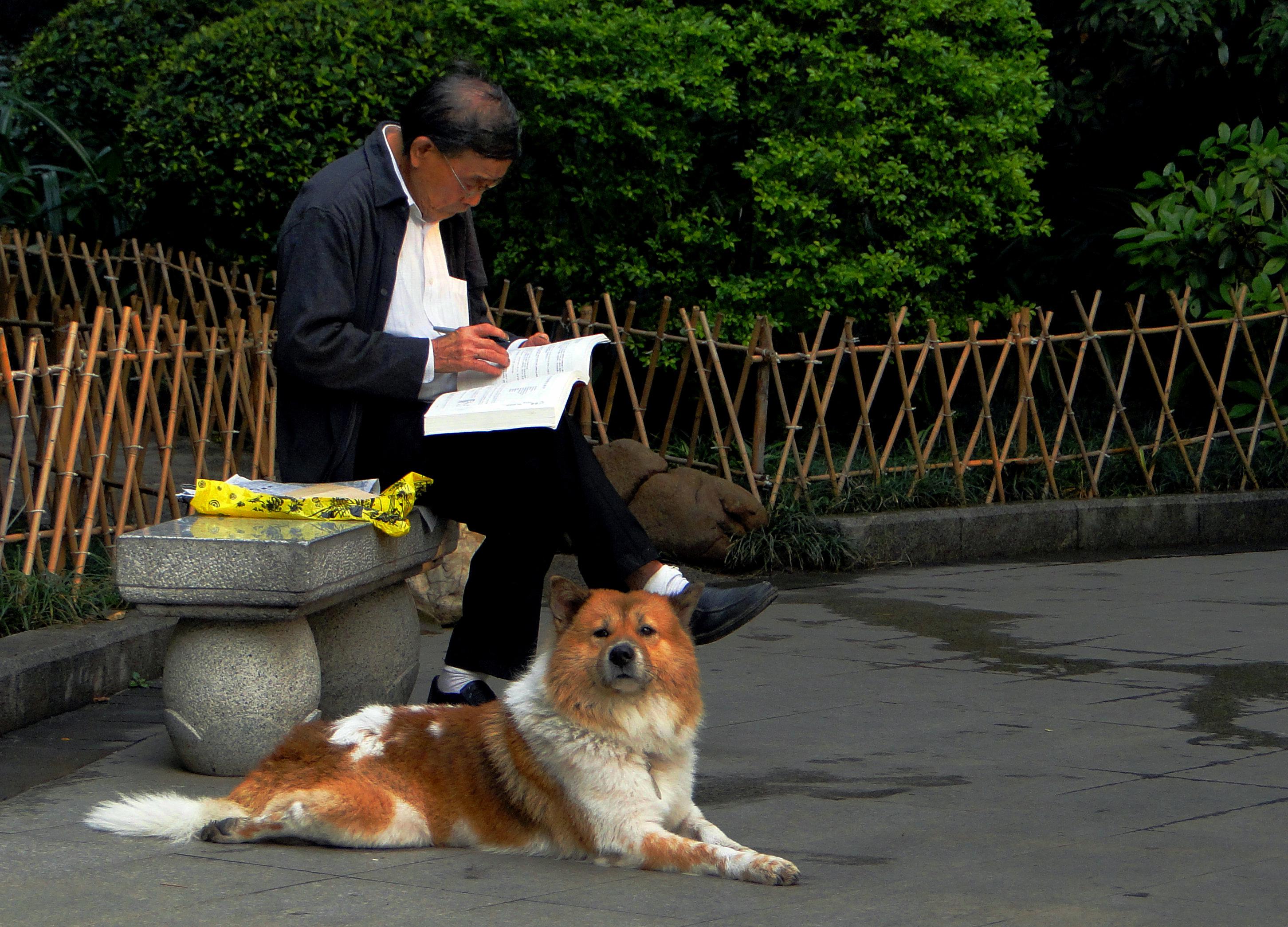 怎么让雪纳瑞认主
