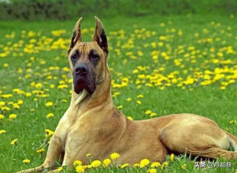 金丹犬多少钱一只