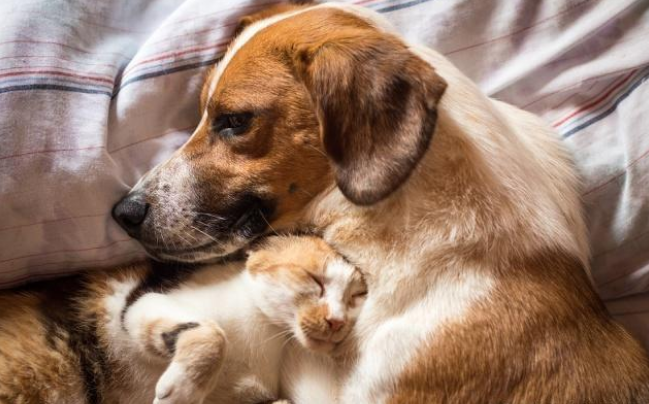 高龄狗狗临终前的迹象有哪些