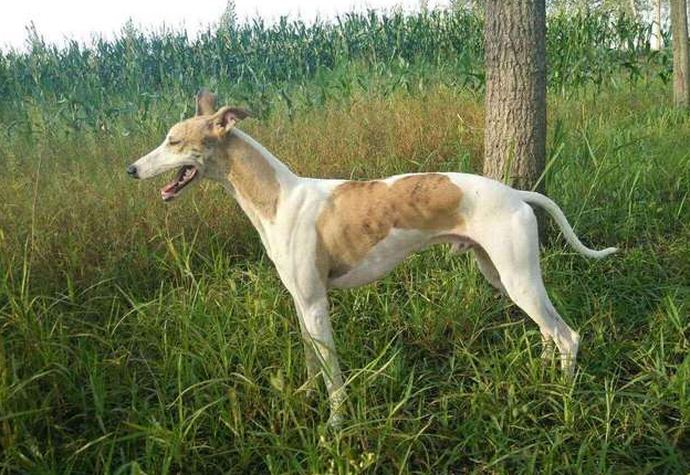 田园犬都有哪些品种