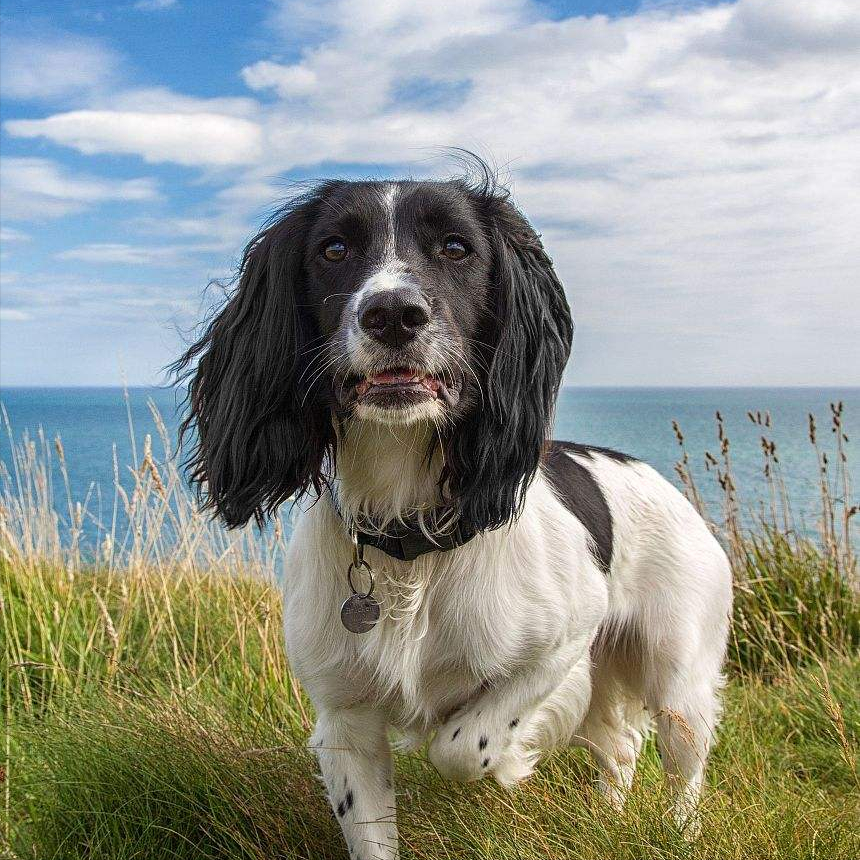 小史宾格犬一只多少元