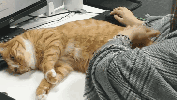 猫里面性格最好的是什么猫