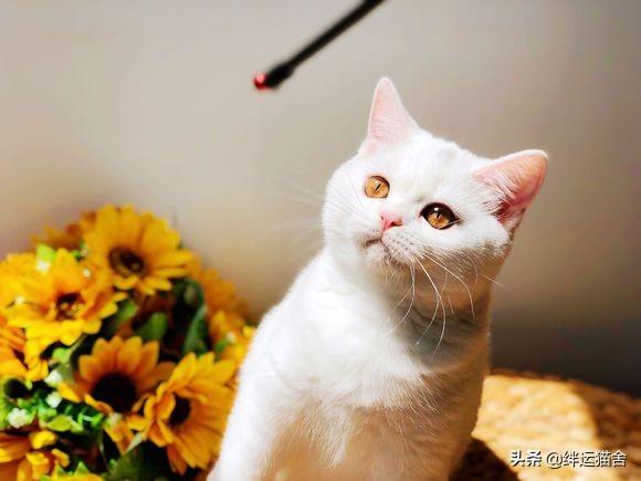 布偶和美短配出来的猫是品种猫吗