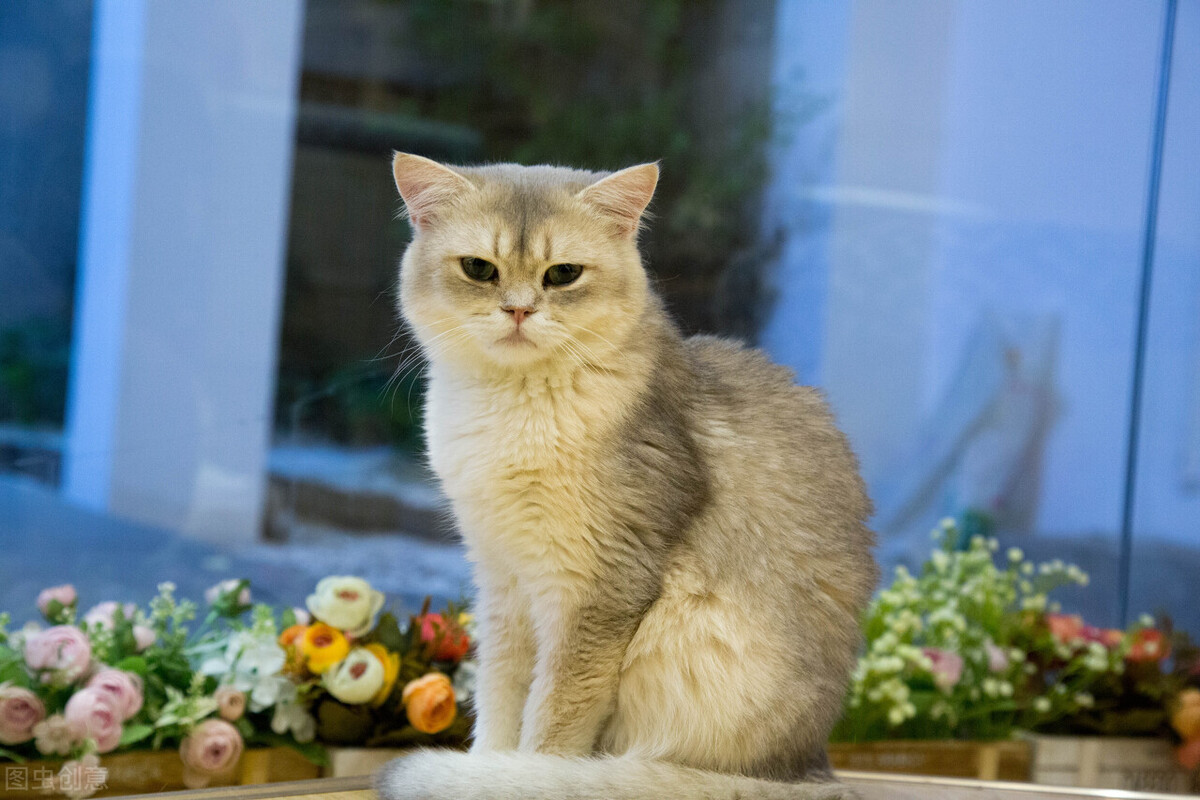 新手养猫的注意事项