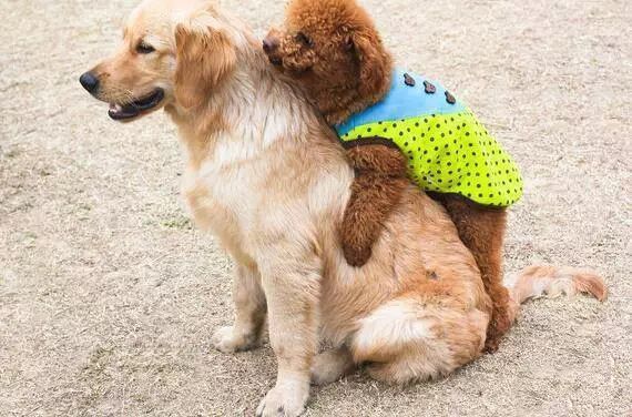 不拆家的狗狗有哪些