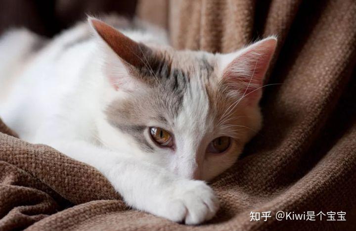 猫肠胃炎怎么引起的