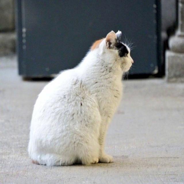 猫咪老师到底是什么