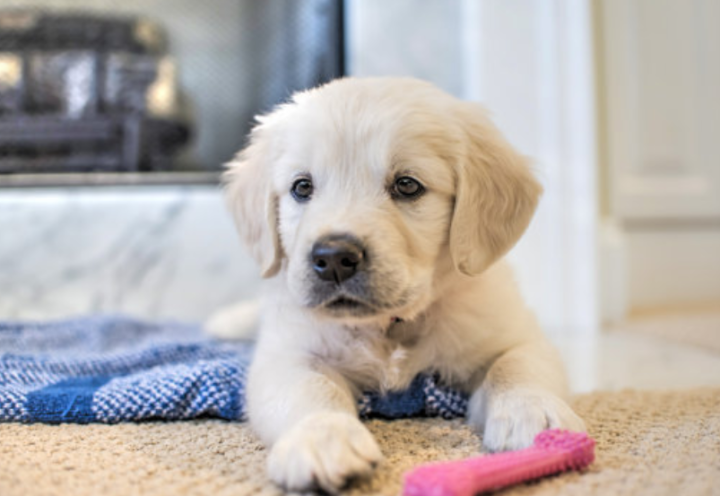 狗尿不出来尿怎么回事