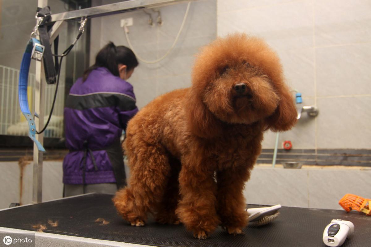 泰迪狗怎么剪毛好看