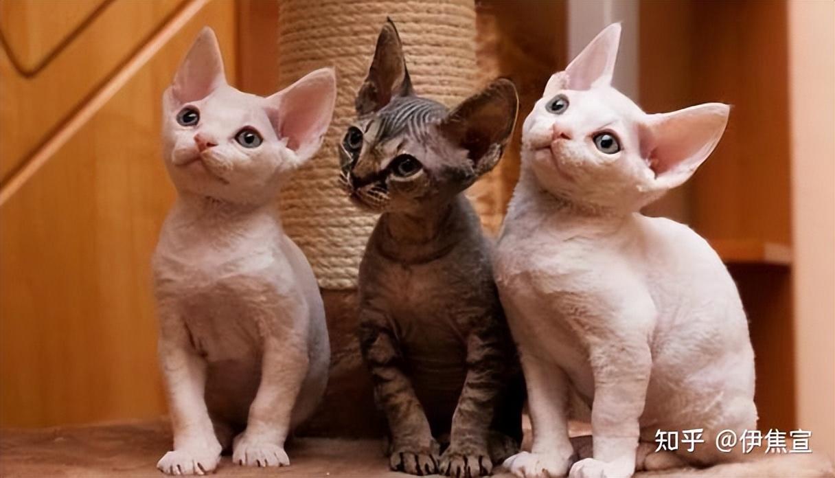 德文卷毛猫什么颜色最贵