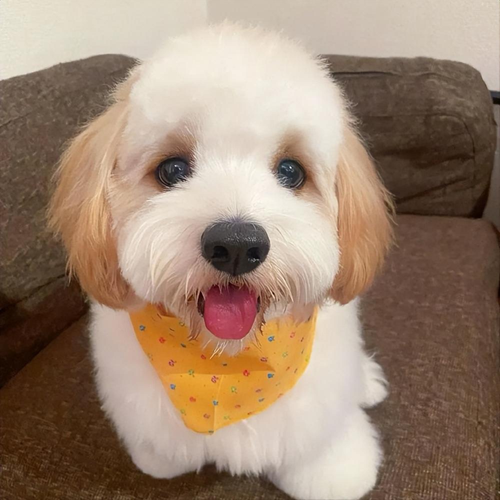 骑士查理王小猎犬聪明吗