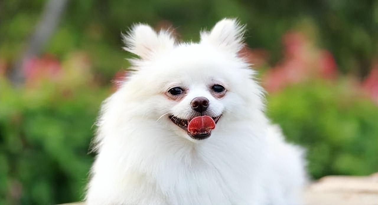 为什么都不建议养公博美