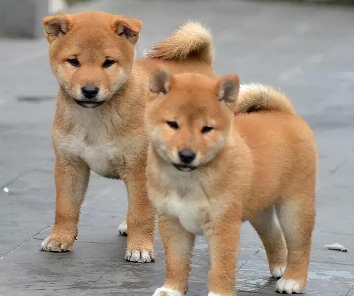 中华田园犬多少钱一只幼犬