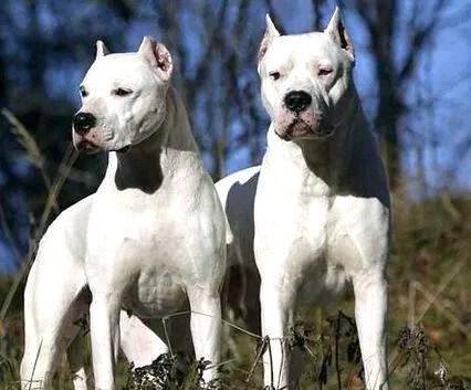 杜高犬打猎怎么样