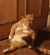 中华田园猫橘猫多少钱一只