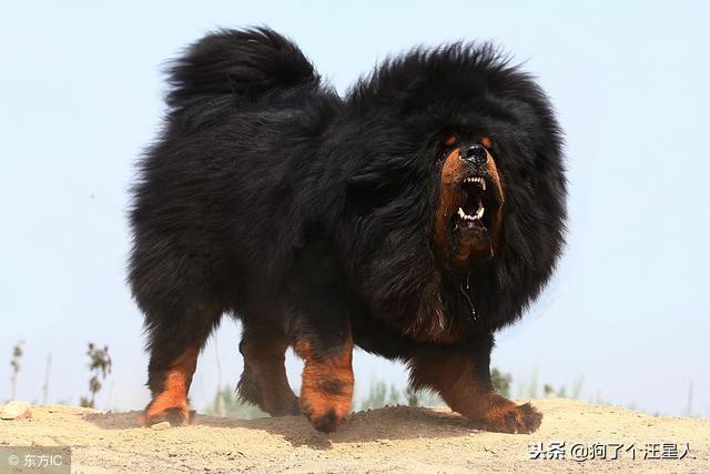 世界十大最忠诚的狗综合指数排名