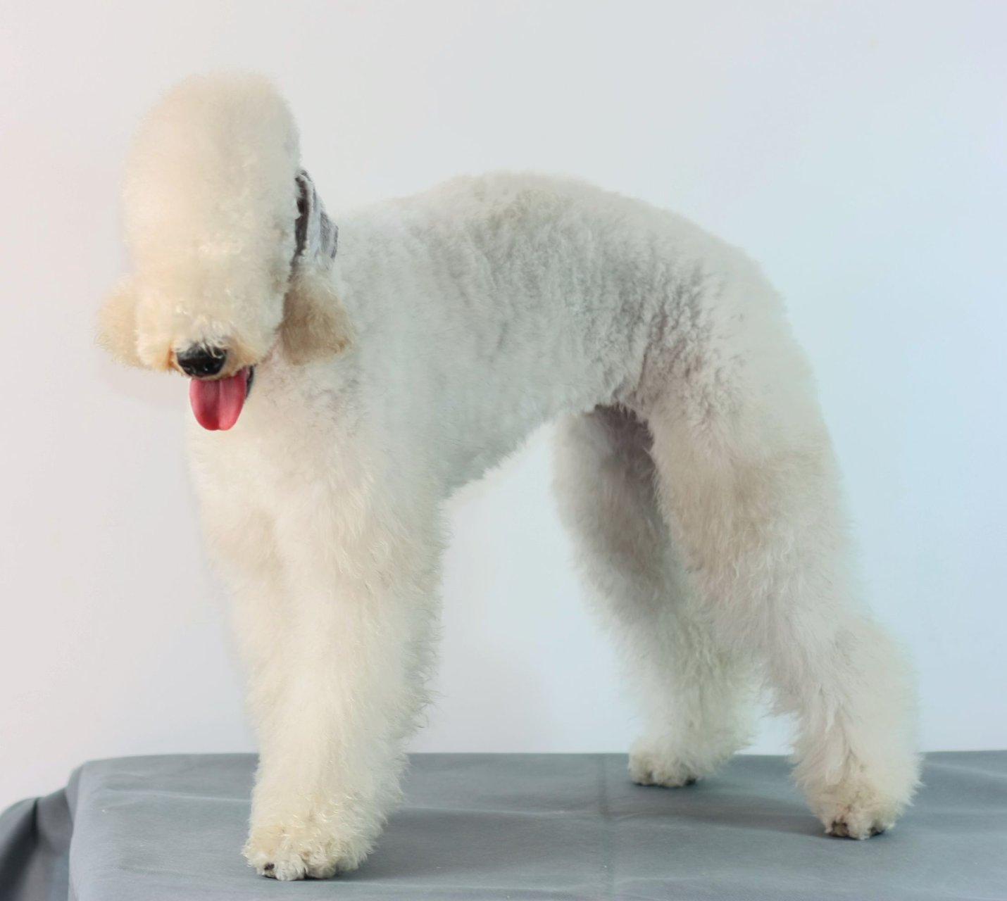 英国贝灵顿梗多少钱一只