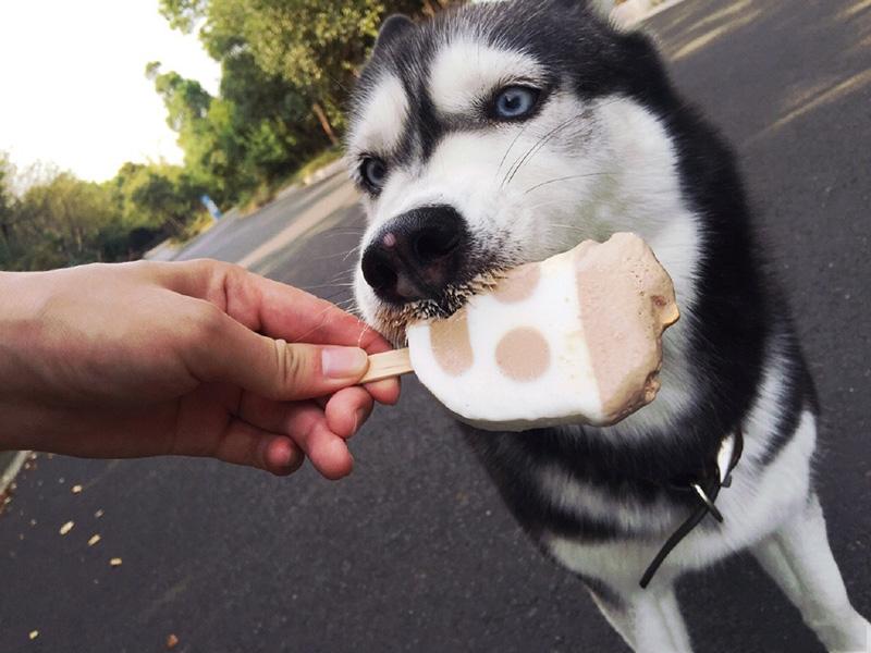 狗狗可以吃绿豆汤吗