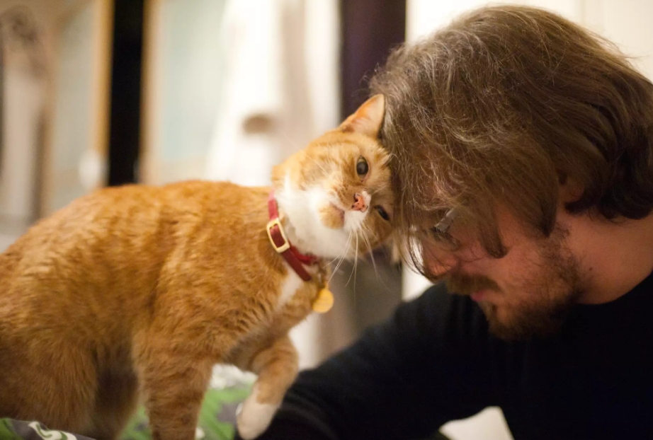 猫咪在临死前是什么样子