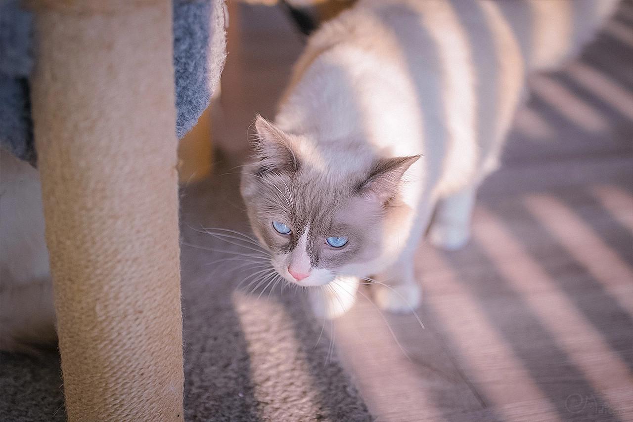 猫到新环境一直呼噜