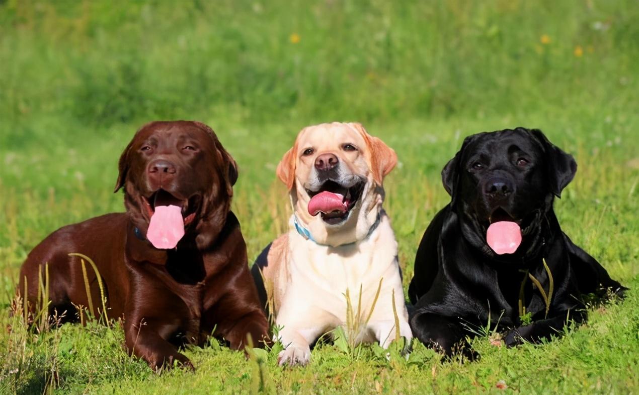 黑色拉布拉多犬好吗