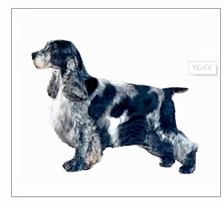 可卡犬有什么颜色