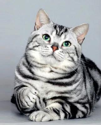 美短虎斑和标斑怎么区分