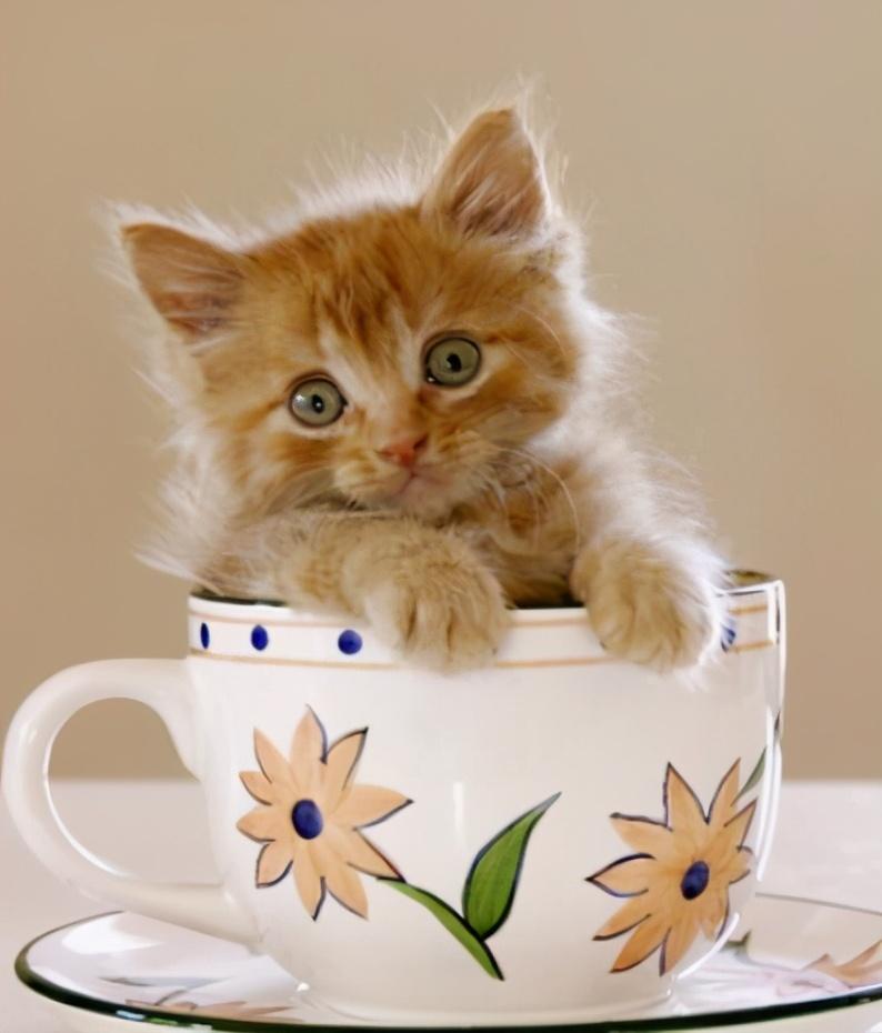 工具猫是什么意思