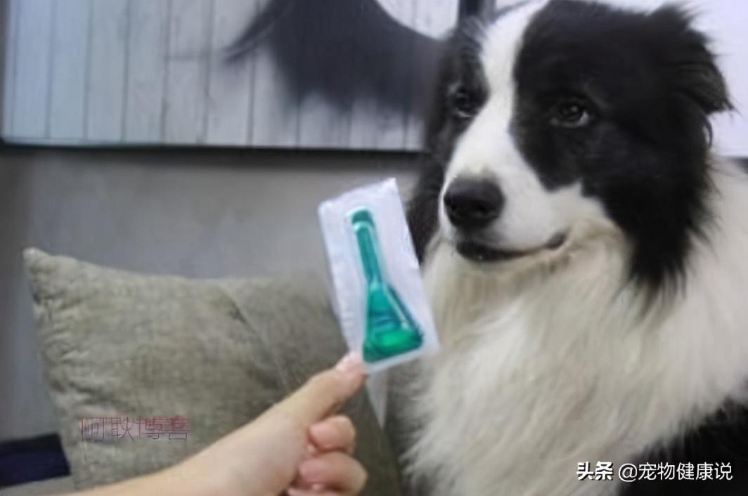 灭虫宁滴剂安全吗