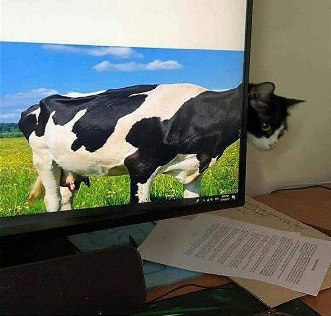 奶牛猫千万不能养为什么不让养