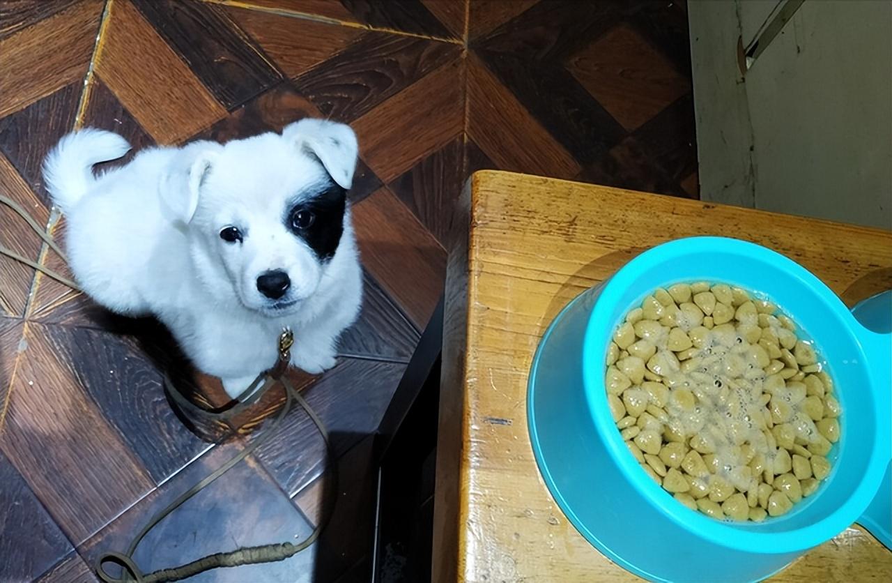 幼犬泡狗粮用冷水还是热水