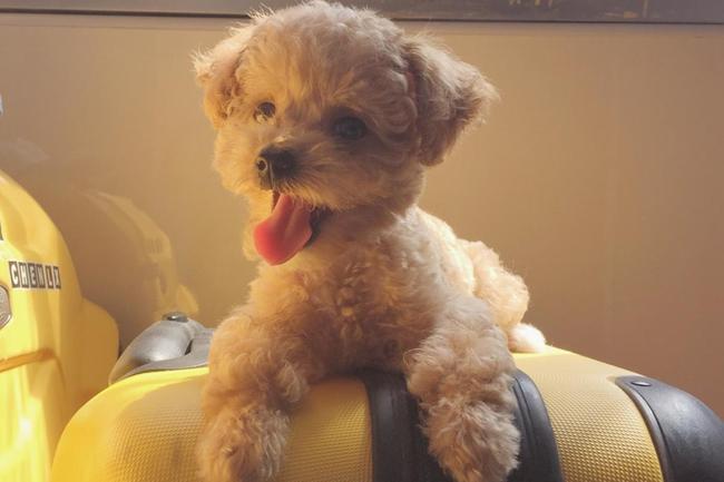 泰迪狗上吐下泻怎么回事