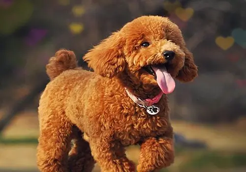 小狗拉肚子怎么解决